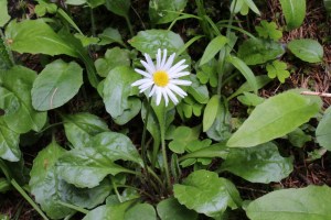 aster bellidiastrum (1200 x 800)